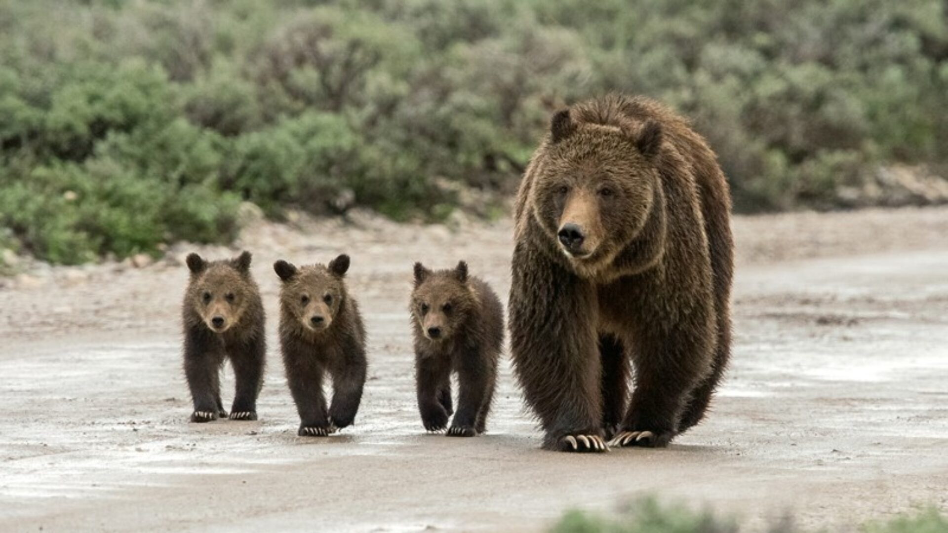 В африке живут медведи. Три медвежонка. Медведь Гризли. Три медвежонка Гризли. Медведь Гризли фото.